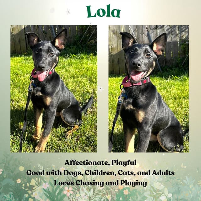 Lola media 2