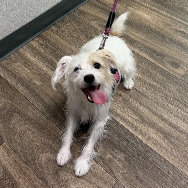 Annie Oreo media 3