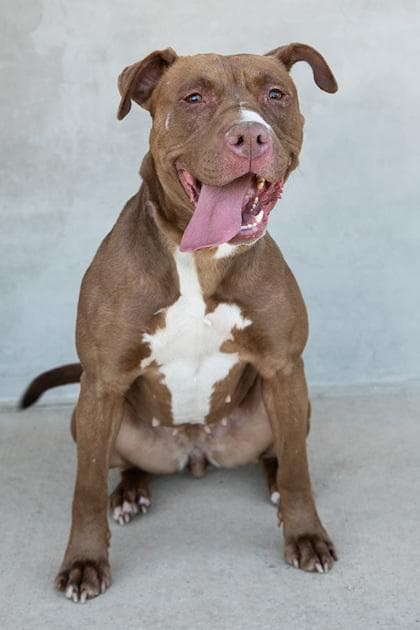 Nessa media 2