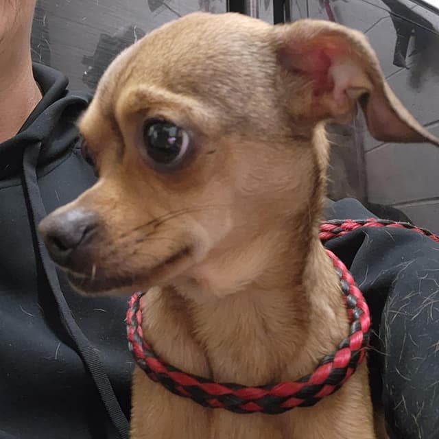 Tito (Buddy) media 6