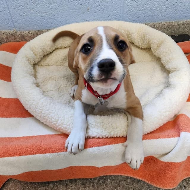 Mama's Pups: Ellen media 3