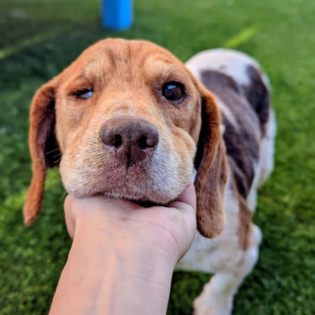 Beagy Weagy media 4