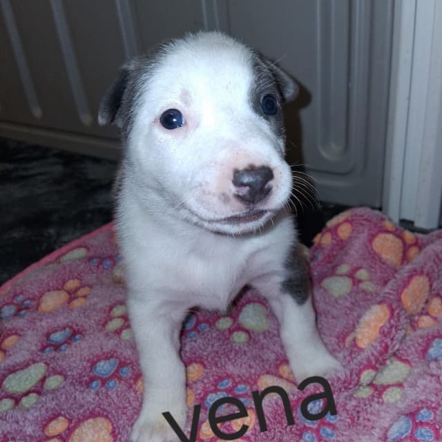 Vena 0948 media 2