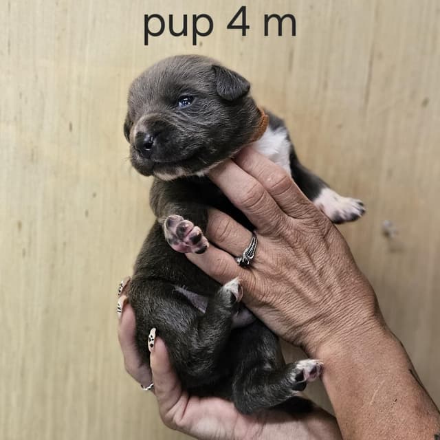 Goldieloxx Pup- Johnny media 3