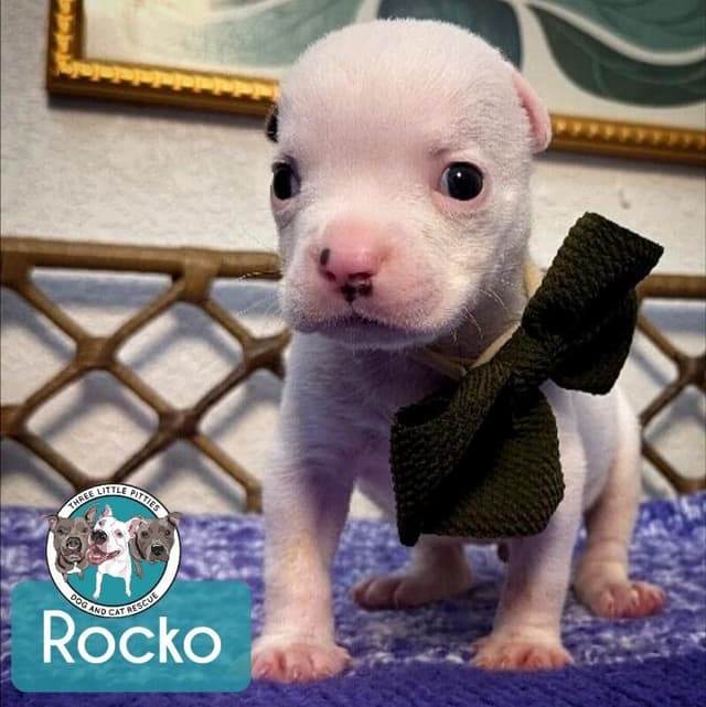 Rocko Luv media 4