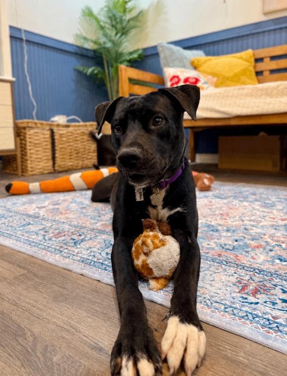 Baker Buddy the Bestest Boy media 2
