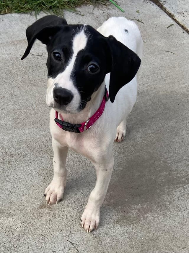 Platinum the Mixed Breed Puppy media 3