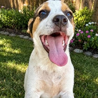 Gizmo (100 total adoption fee) media 3