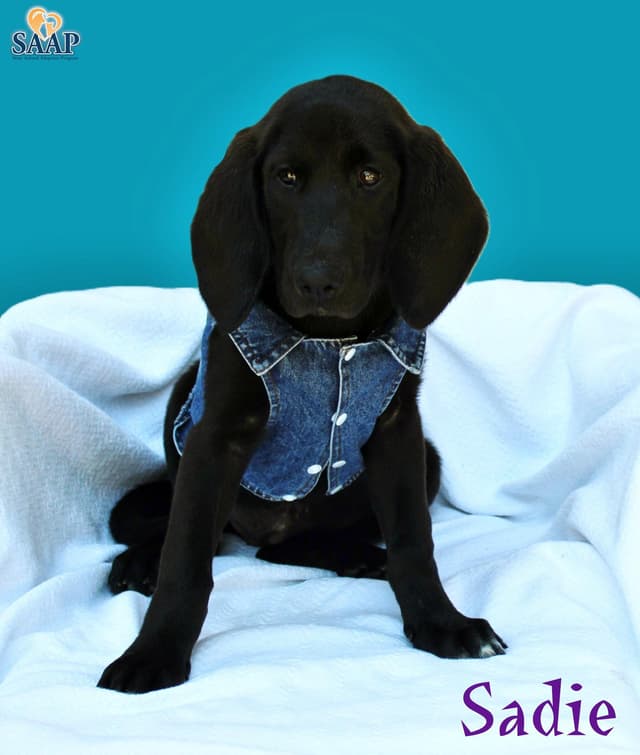 Sadie media 2