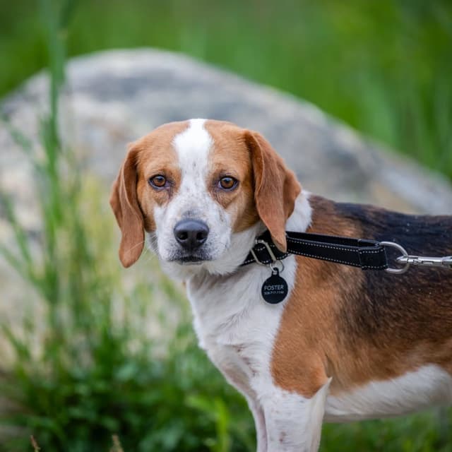 Robbie (shy beagle boy) media 4