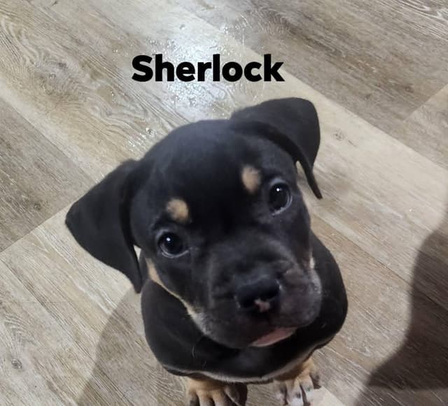 Sherlock media 3