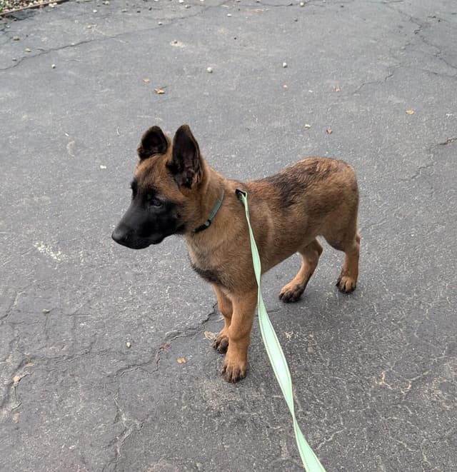 Lodi Litter Tahoe - Located in CA (male deep blue collar) media 3