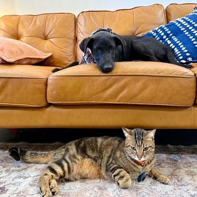 Chevy Teddy Your Snuggly Best Friend media 4