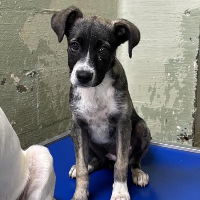 Valor media 3