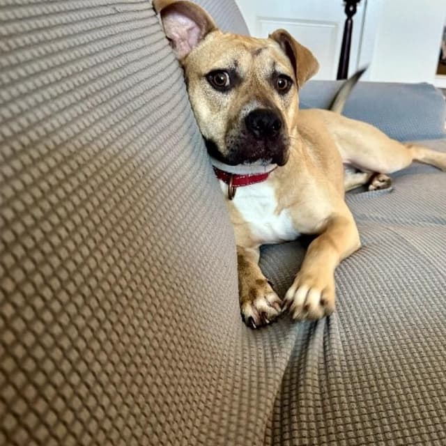 Rainie Baby the pocket sized Pittie lady loves to play with the littles media 5