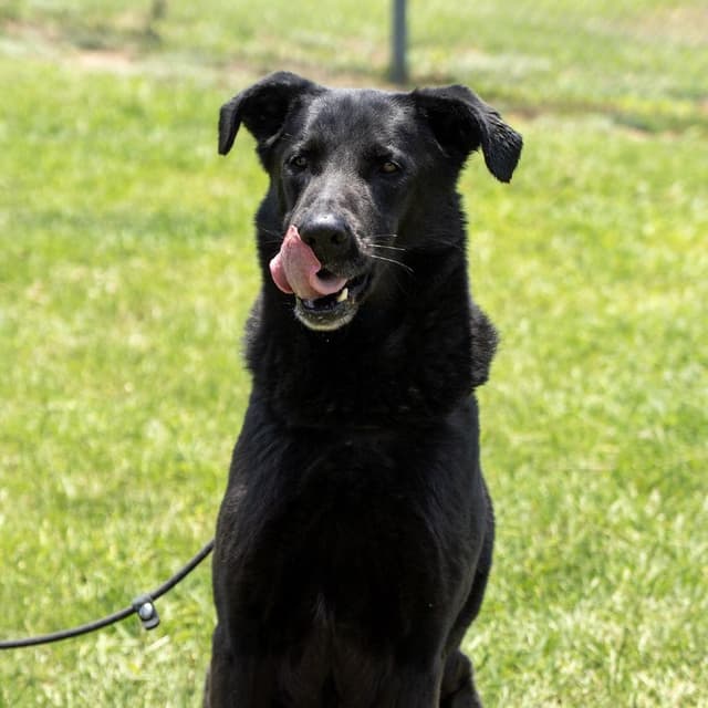 Sirius Black media 5