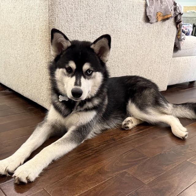 Koda media 2