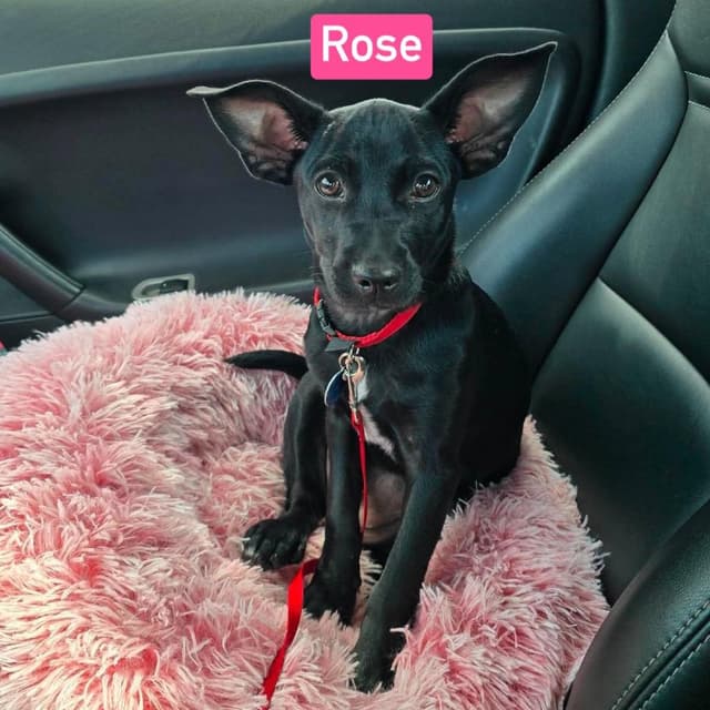 Rose Blossom media 4