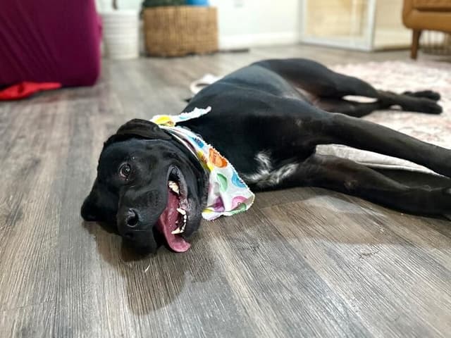 Miss Midna Booty Scratch Queen media 4