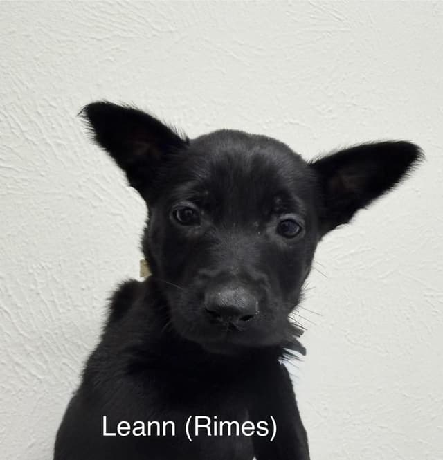 Texas Legends Litter- Leann (Yellow Collar) Located in Texas media 2