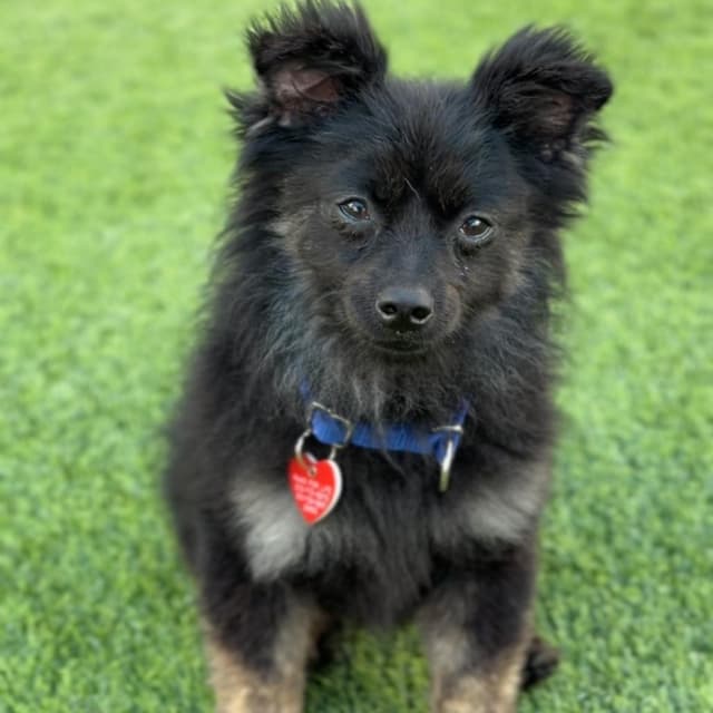 Arlo A2280264 media 6