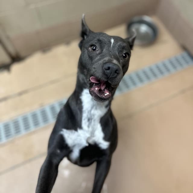 ELM 50 (Lil Blue) (Adoption Sponsored) media 2