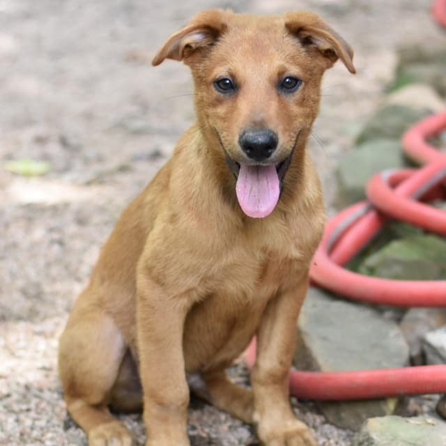 Carter (Victoria Litter) media 2