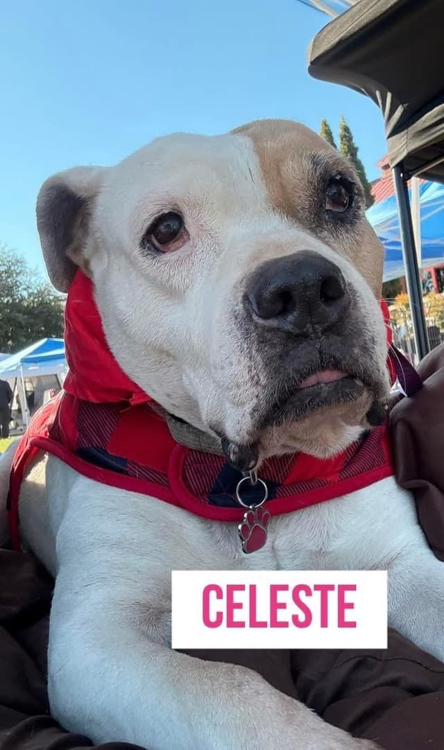 Celeste media 2