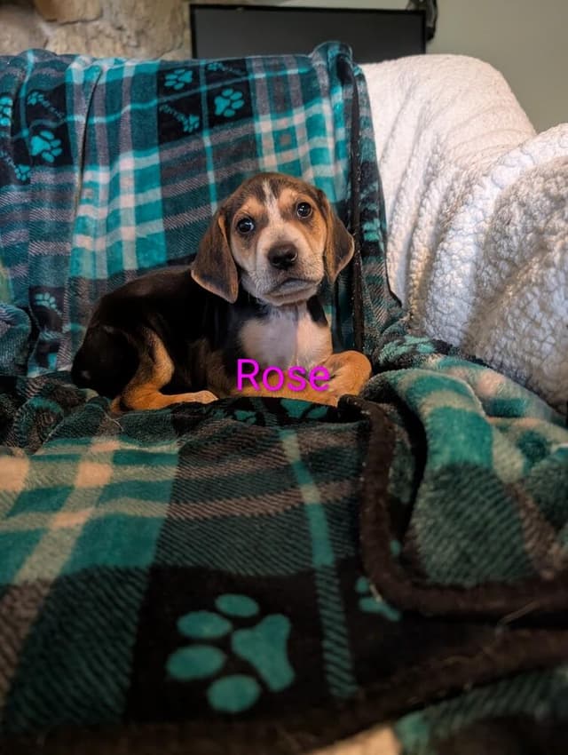 Rose Derby media 2