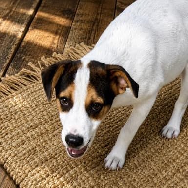 Gizmo (100 total adoption fee) media 6