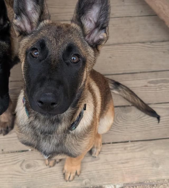 Lodi Litter Tahoe - Located in CA (male deep blue collar) media 2