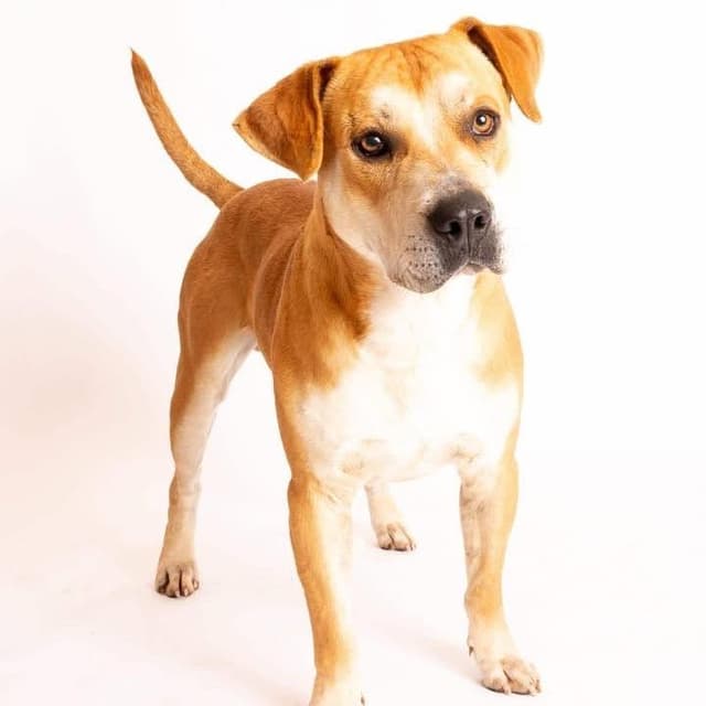 Rufus media 5