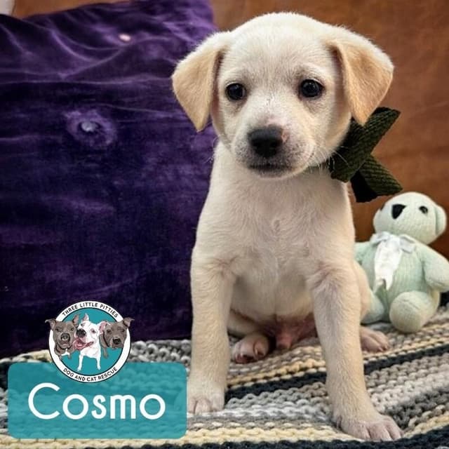 Cosmo Starlight media 2