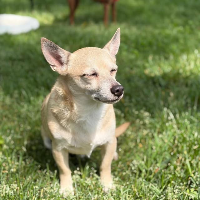 Peanut (Bonded with Cashew Rose) media 4
