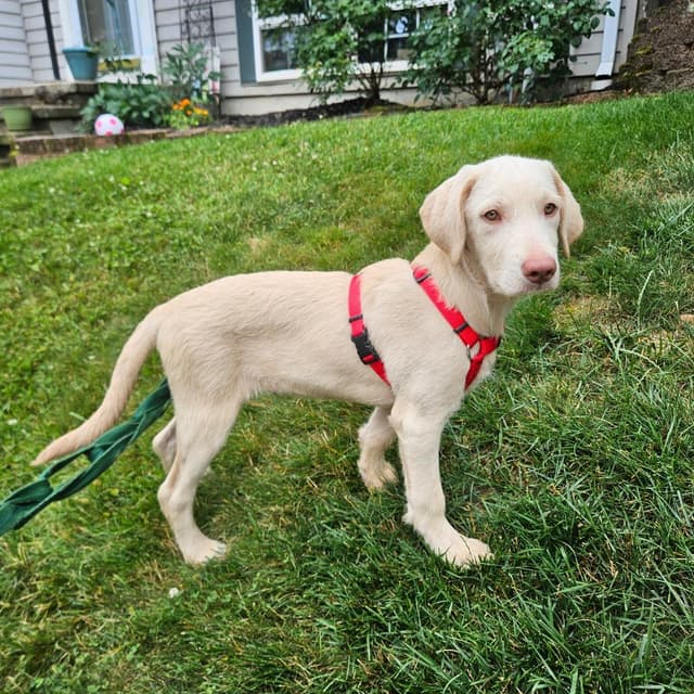 Basilisk *adoption pending* media 4