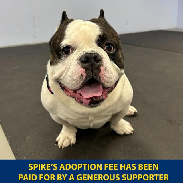 Spike media 5