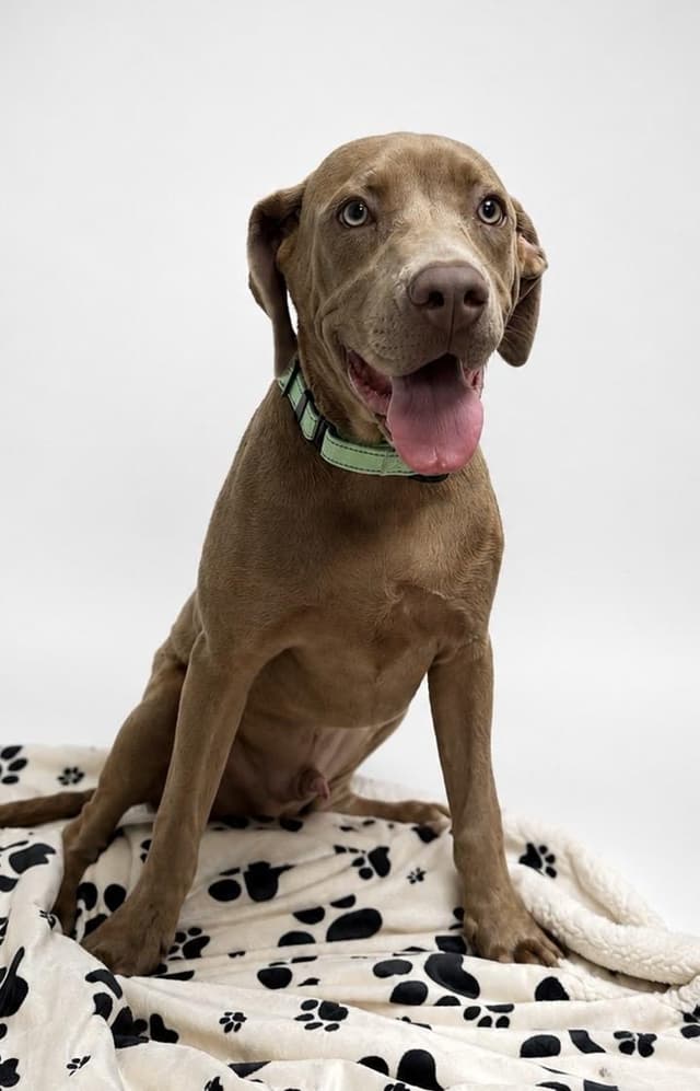 Bart the Lab Mix media 5