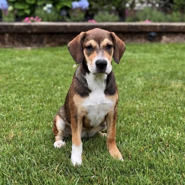 TALLULAH. media 5