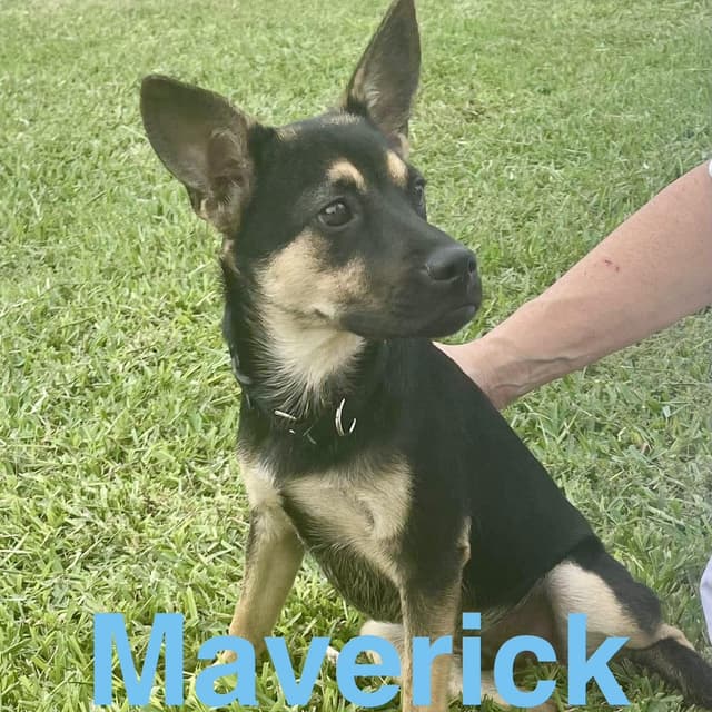 Maverick media 5