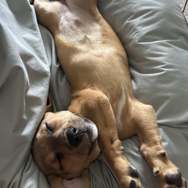 Violet Pound Puppy media 2
