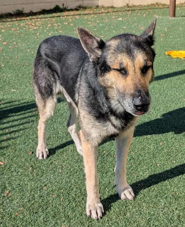 Archie $75 Adoption Fee! Diamond Dog! media 2