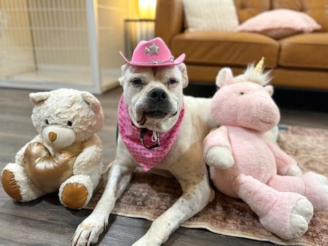 Delilah the sweetest old soul media 3