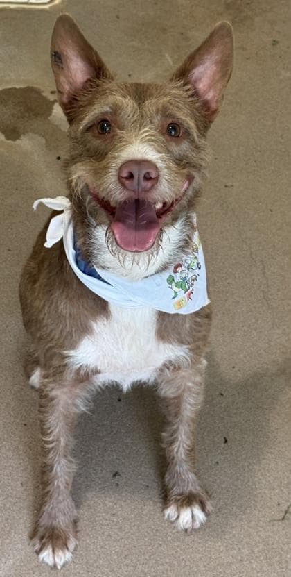 Zoink media 2