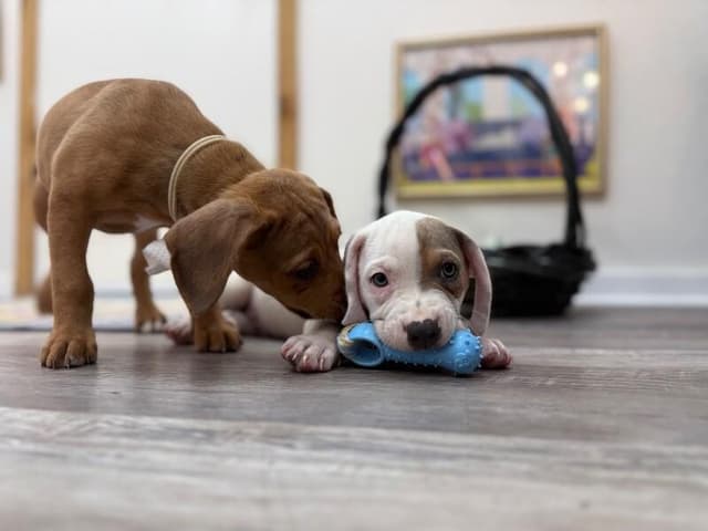 Patch Pound Puppy media 5