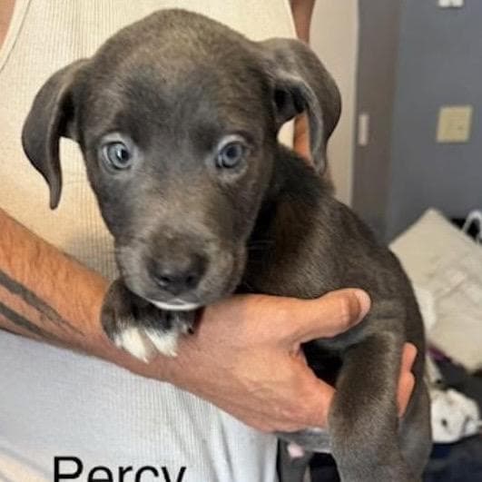 Percy (P Litter) *Adoption Pending* media 3