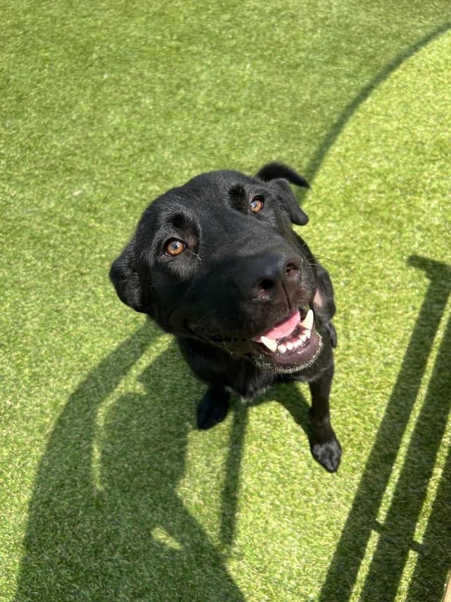 Dogtor Watson media 2