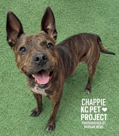 Chappie media 3