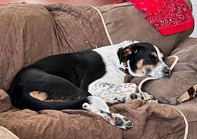 Jake - Fostered in Omaha media 4