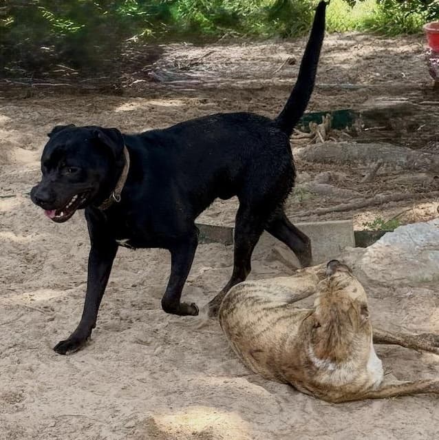 Togo (100 adoption fee) media 2