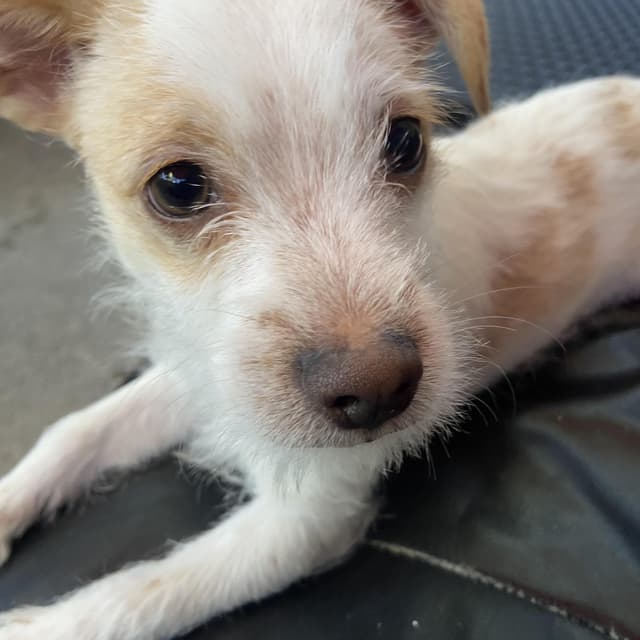 snowball available for adoption media 4